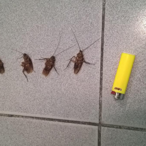 Тараканы просто ненавидят этот фрукт! Убегут из вашей квартиры навсегда